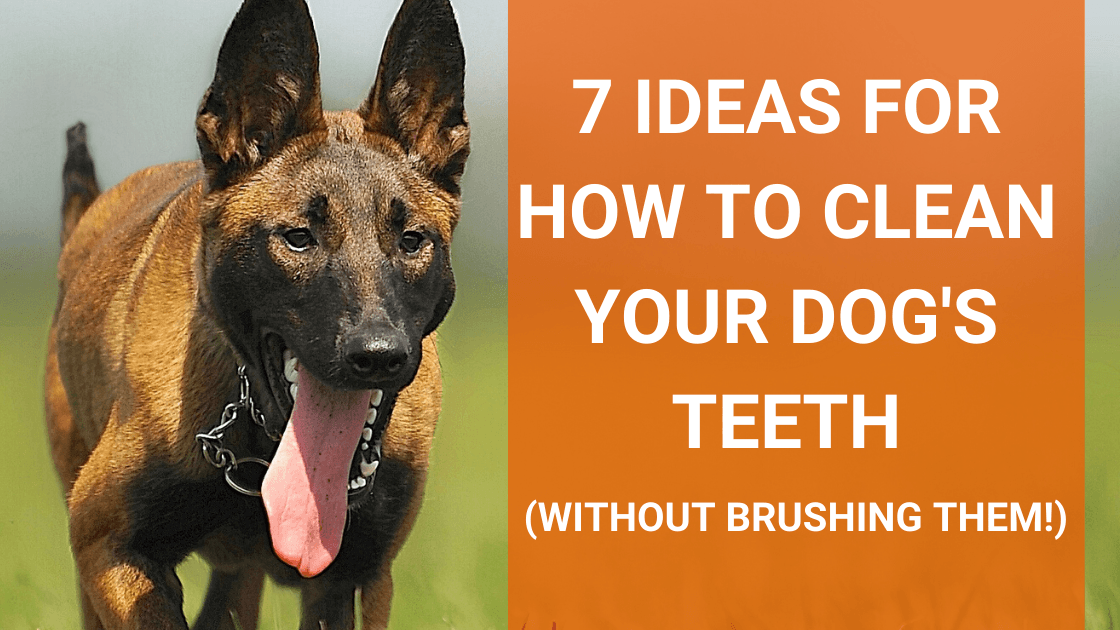 The At-Home Guide to Brushing Your Dog - Canine To Five