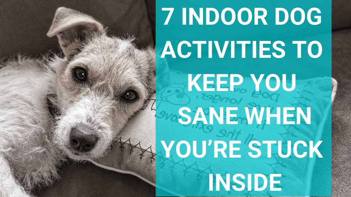 Six Ways to Entertain Your Dog Indoors