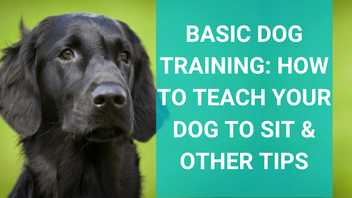 K9 basics 2024 dog training