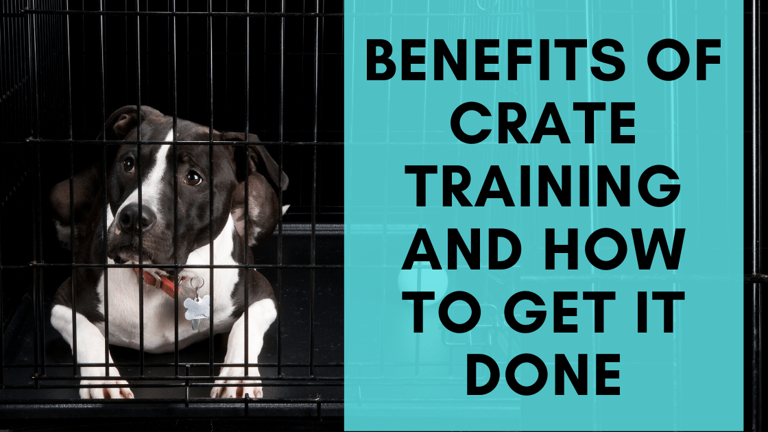 http://www.monsterk9.com/cdn/shop/articles/benefits-of-crate-training-how-to-get-it-done-681583.png?v=1664847167