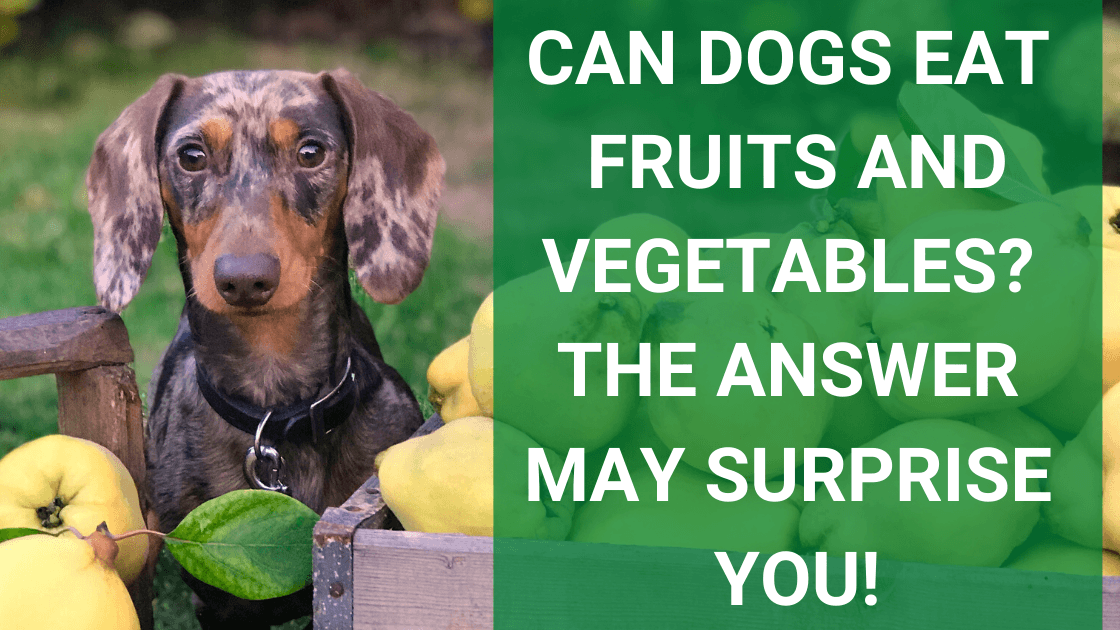 can you feed dogs vegetables