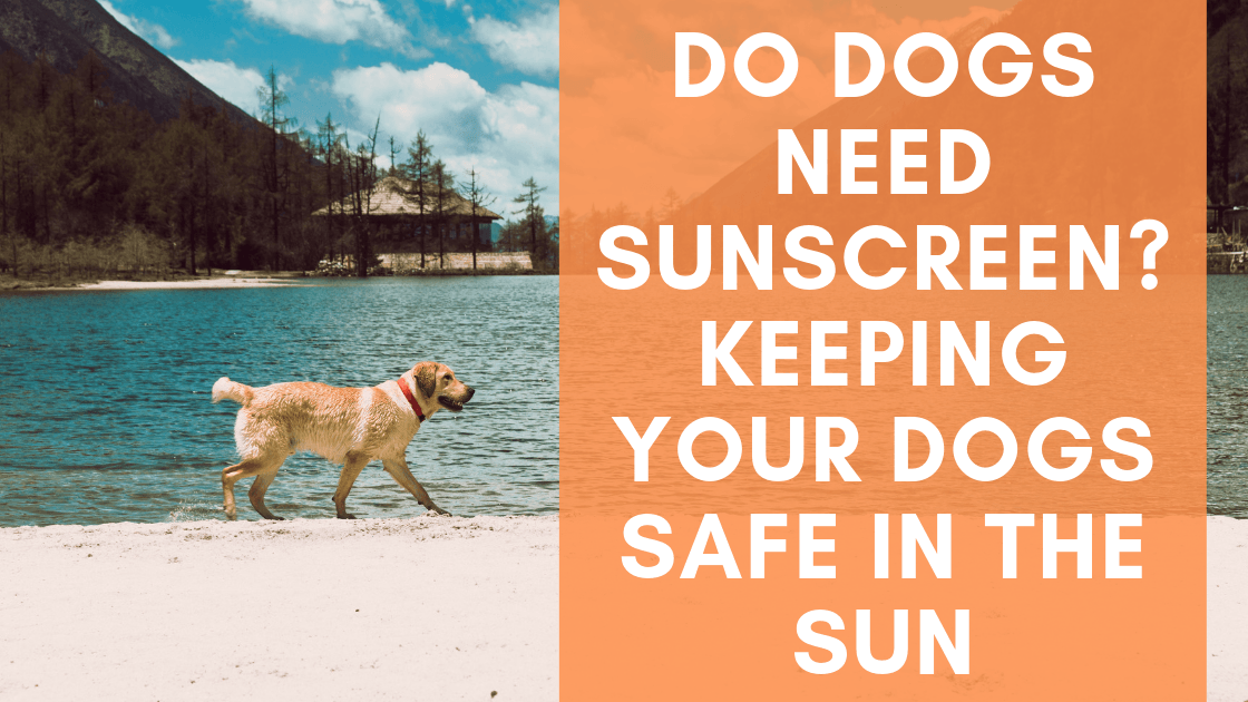 Do Dogs Need Sunscreen Keeping Your Dog Safe in the Sun