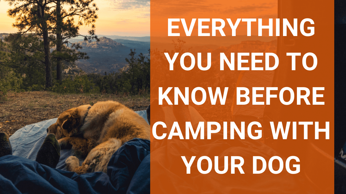 Everything You Need To Know Before Camping With Your Dog