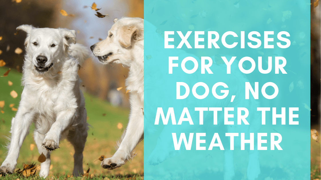 How Much Exercise Does Your Dog Really Need?