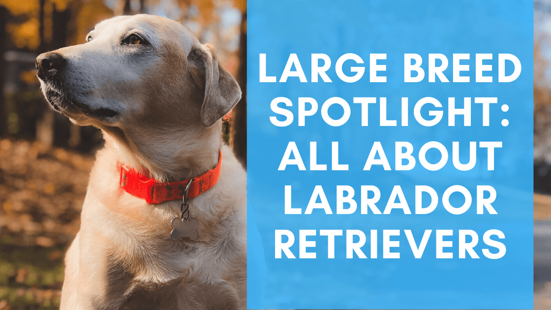 Labrador large outlet breed