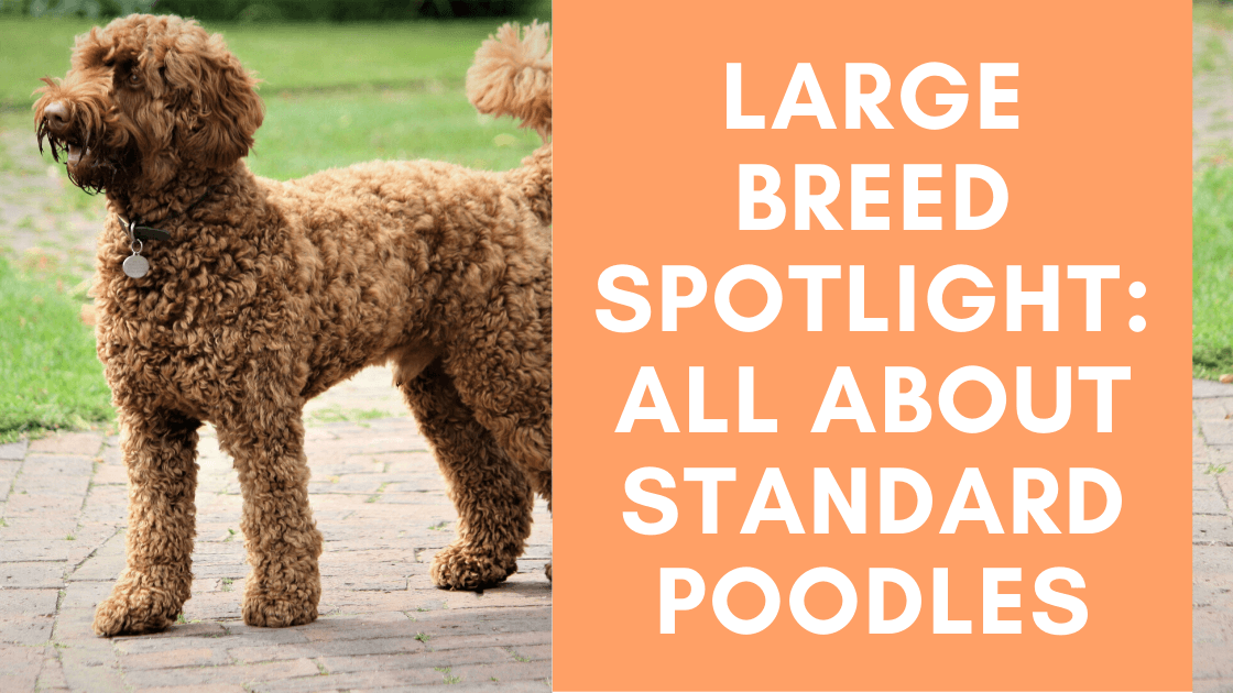 is standard poodle considered large breed? 2