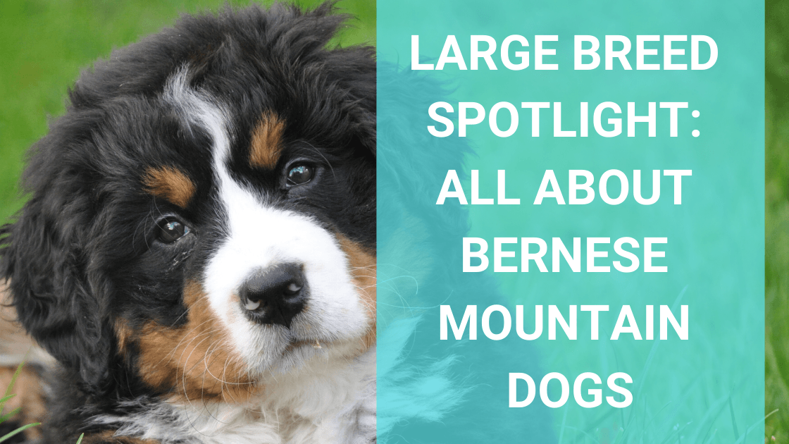 Large Breed Spotlight Bernese Mountain Dogs