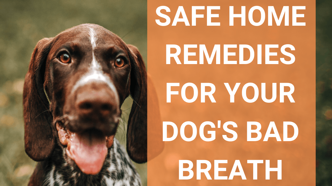 Home remedies to help a dog breathe clearance better