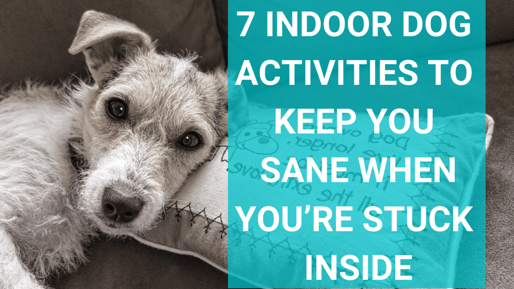 5 Ways to Keep Your Dog Busy When You're Stuck at Home! - Wild Origins Pet