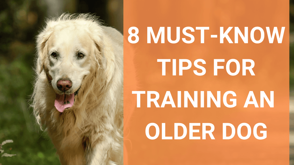Brain Training for Dogs: Fun Exercises to Try