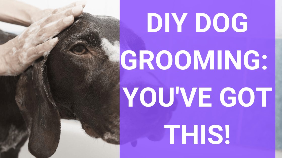 DIY Dog Grooming: You’ve Got This! - Monster K9 Dog Toys