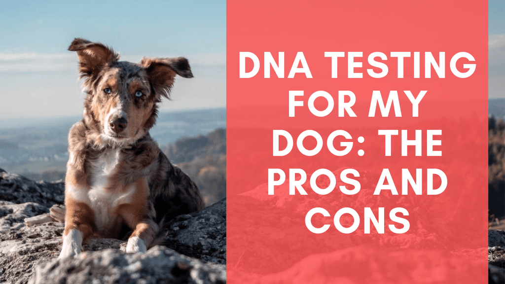 Dog dna best sale testing companies