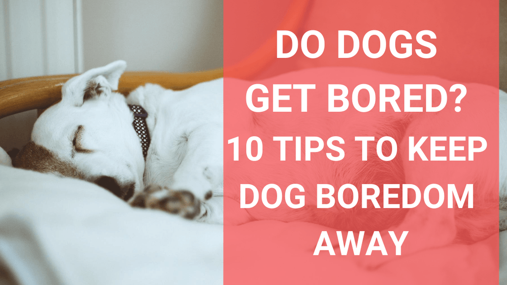 https://www.monsterk9.com/cdn/shop/articles/do-dogs-get-bored-10-tips-to-keep-dog-boredom-away-952999.png?v=1664847146&width=1024