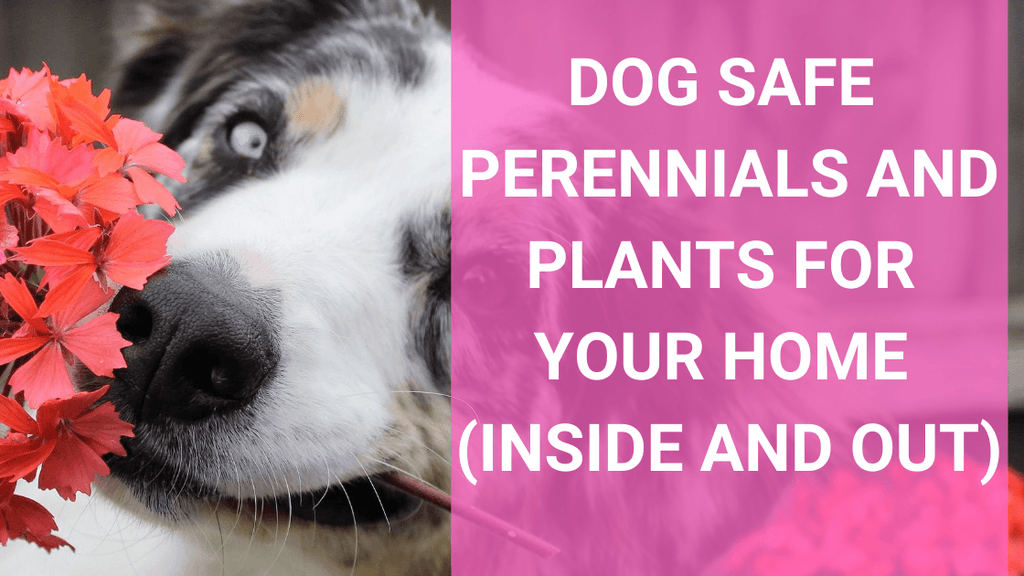 Are hydrangeas safe for 2024 dogs