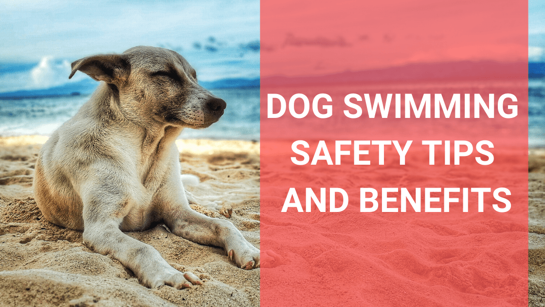 Dog Swimming Safety Tips and Benefits