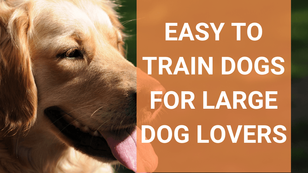 Easiest big dogs to 2024 train