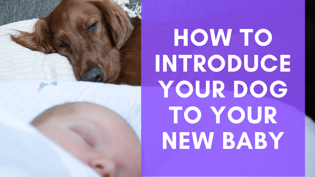 Introducing new hot sale baby to dog