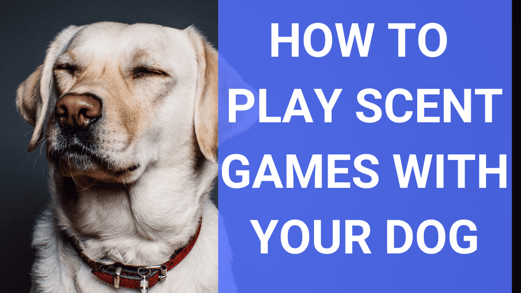 https://www.monsterk9.com/cdn/shop/articles/how-to-play-scent-games-with-your-dog-223407.png?v=1662078517&width=1024