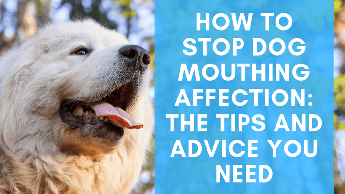 How to Stop Dog Mouthing Affection: The Tips and Advice You Need