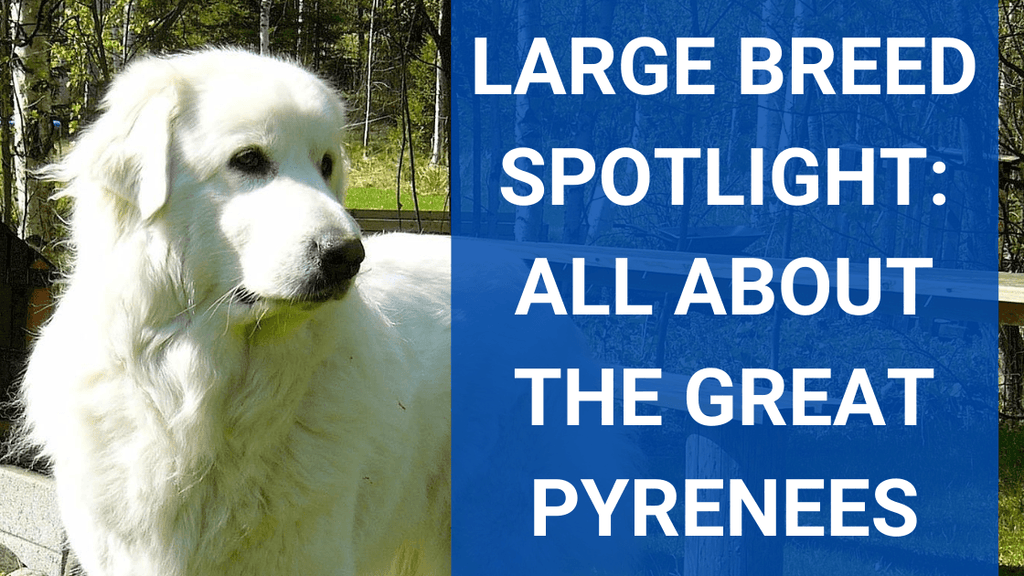 Great pyrenees clearance large dog breeds