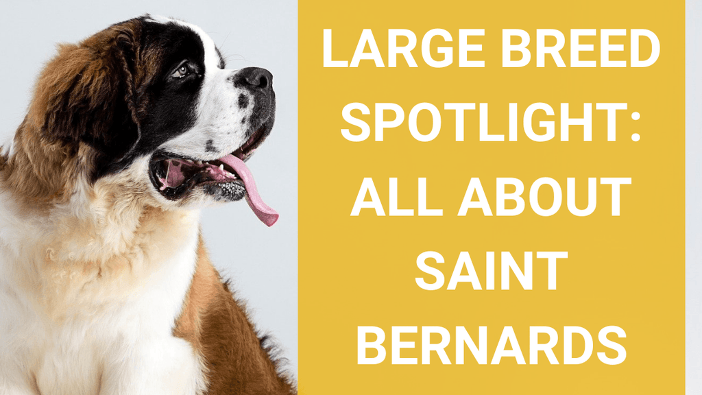 Large Breed Spotlight Saint Bernard