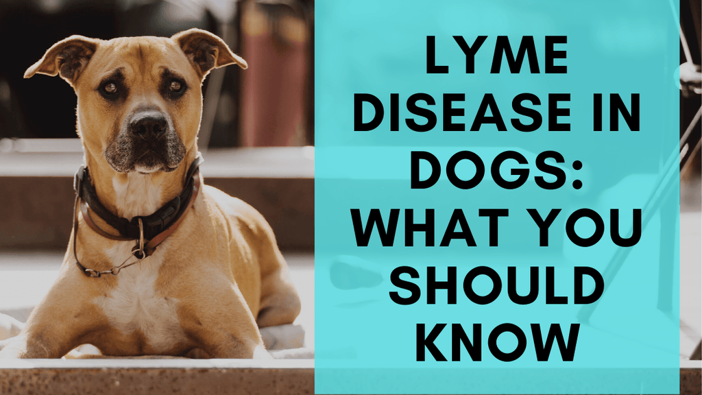 lyme disease in dogs