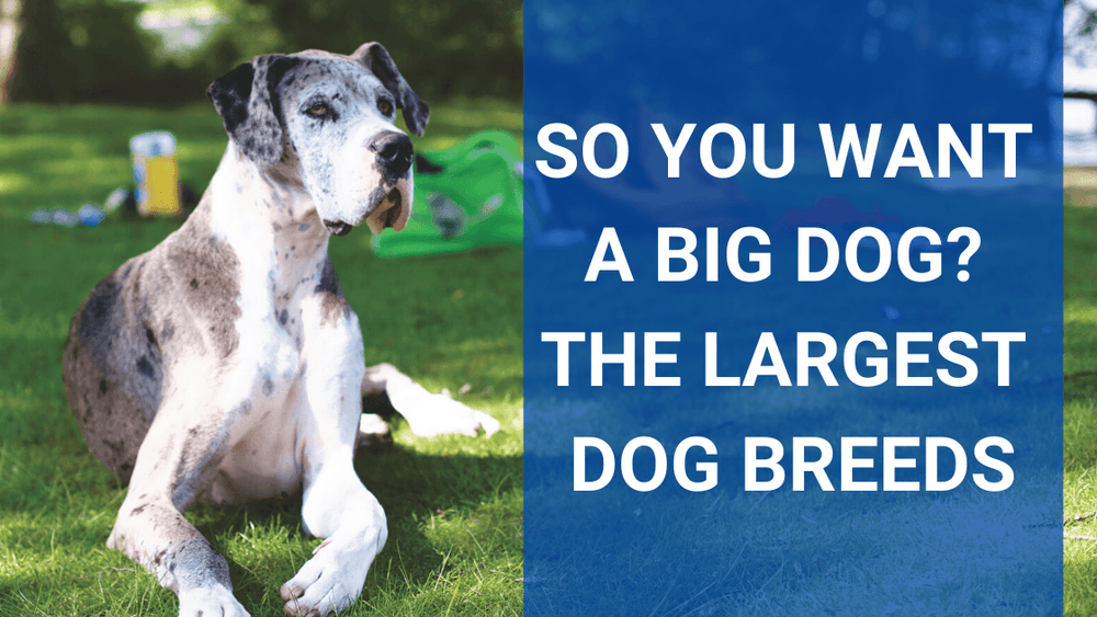 So You Want a BIG Dog? The Largest Dog Breeds