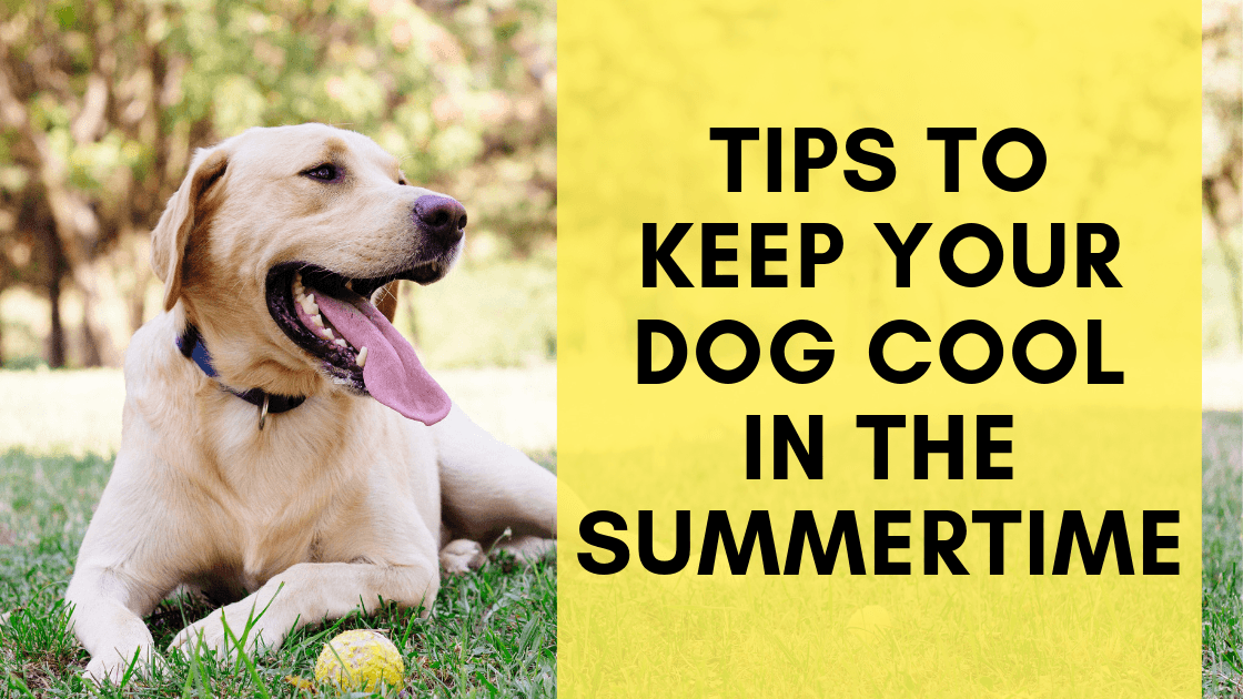 Tips to Keep Your Dog Cool in the Summertime