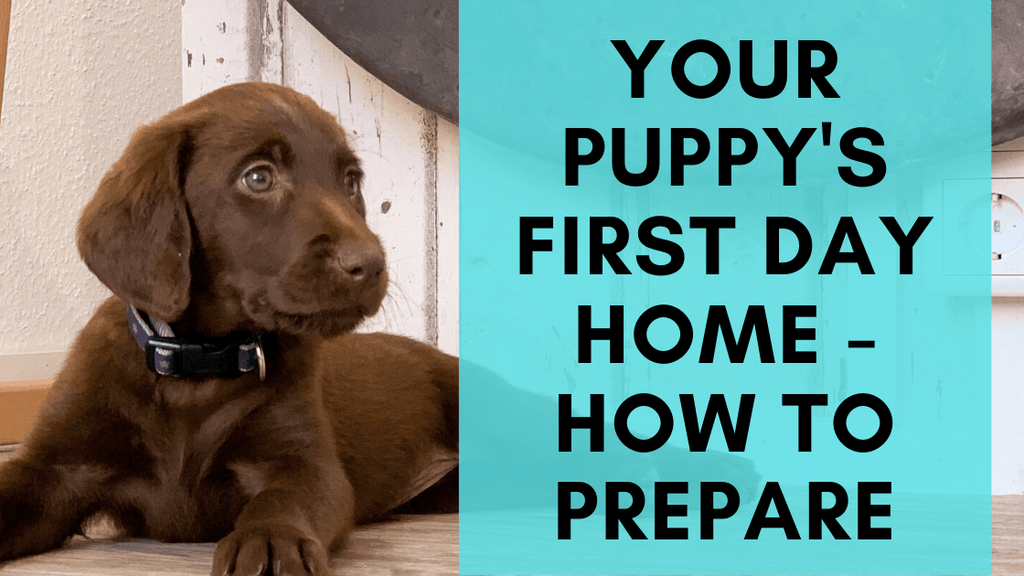 Puppy proofing a home — a first-hand experience - The Daily News