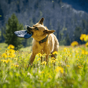 Aero Disc - Monster K9 Dog Toys