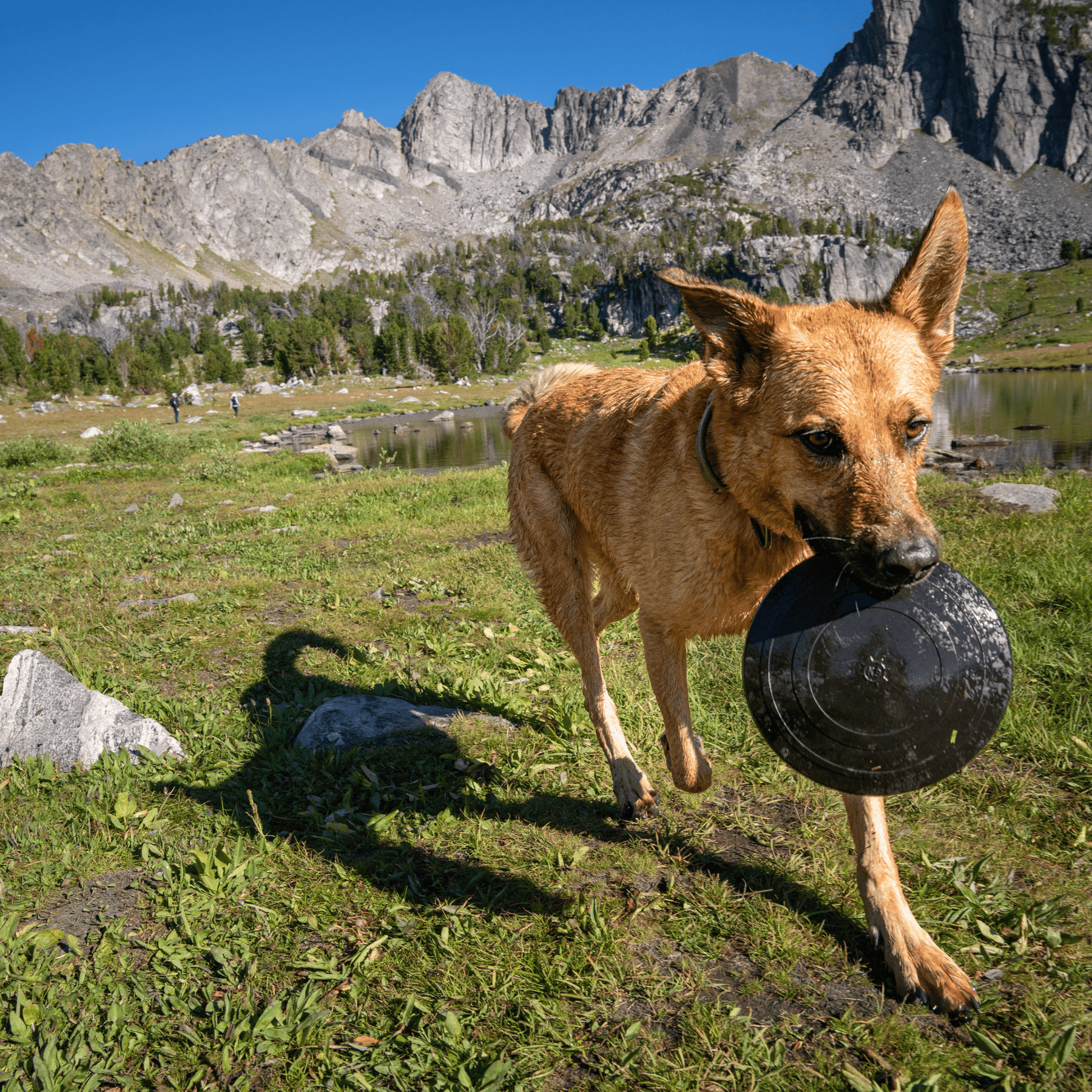 Ultra Durable Dog Disc Lifetime Replacement Guarantee