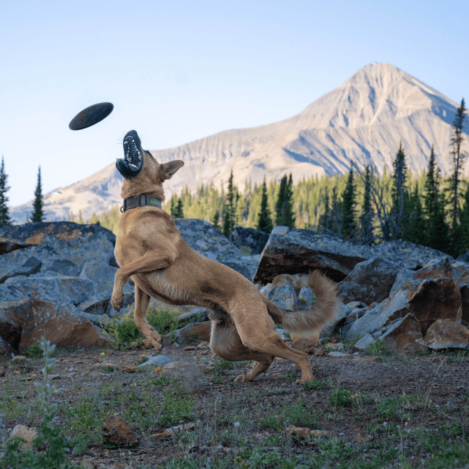 Aero Disc - Monster K9 Dog Toys